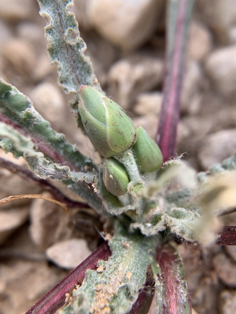Pseudopodospermum papposum photo 4