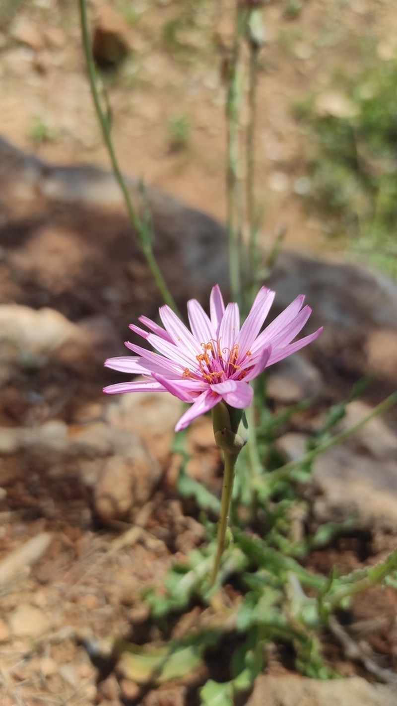 Pseudopodospermum papposum photo 5