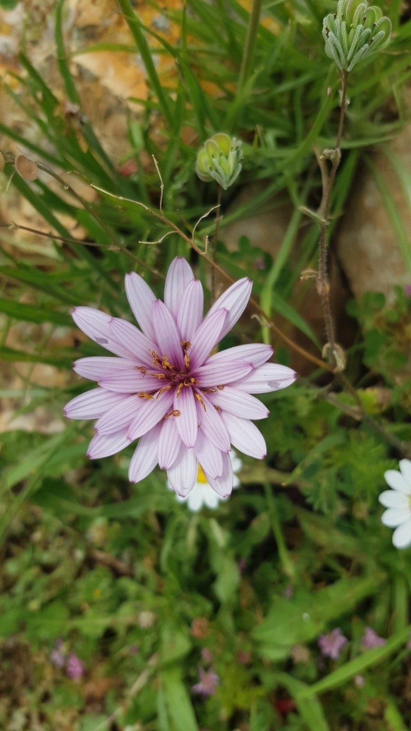 Pseudopodospermum papposum photo 6