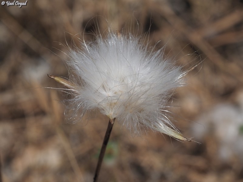 Pseudopodospermum papposum photo 7