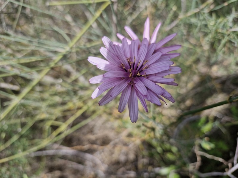 Pseudopodospermum papposum photo 8