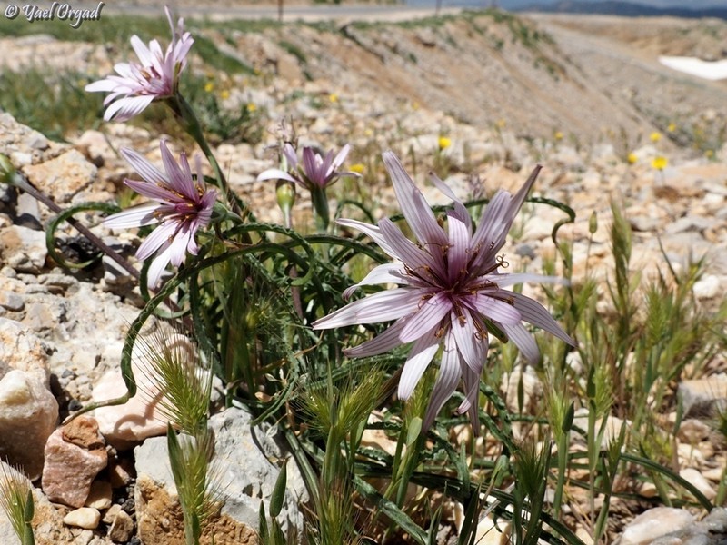 Pseudopodospermum phaeopappum photo 2
