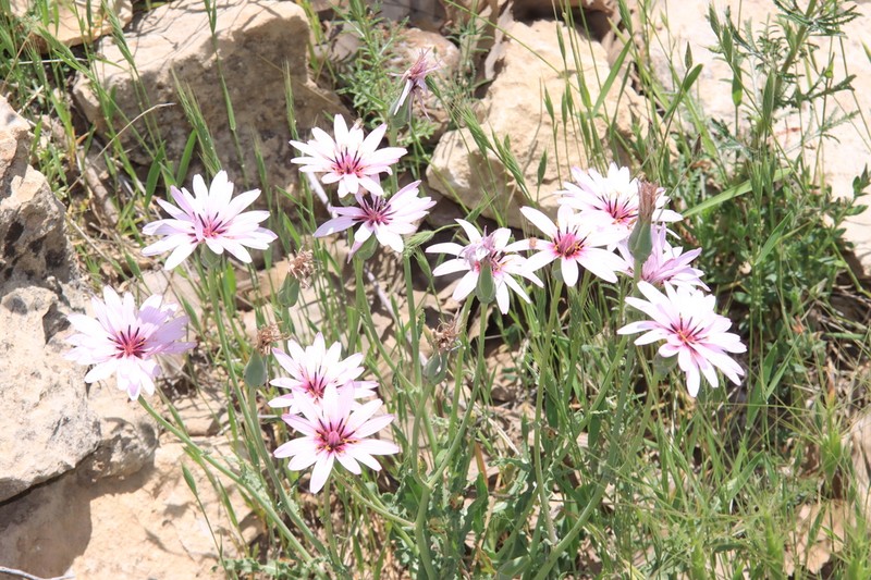 Pseudopodospermum phaeopappum photo 3