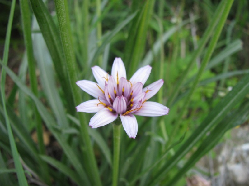 Pseudopodospermum phaeopappum photo 4