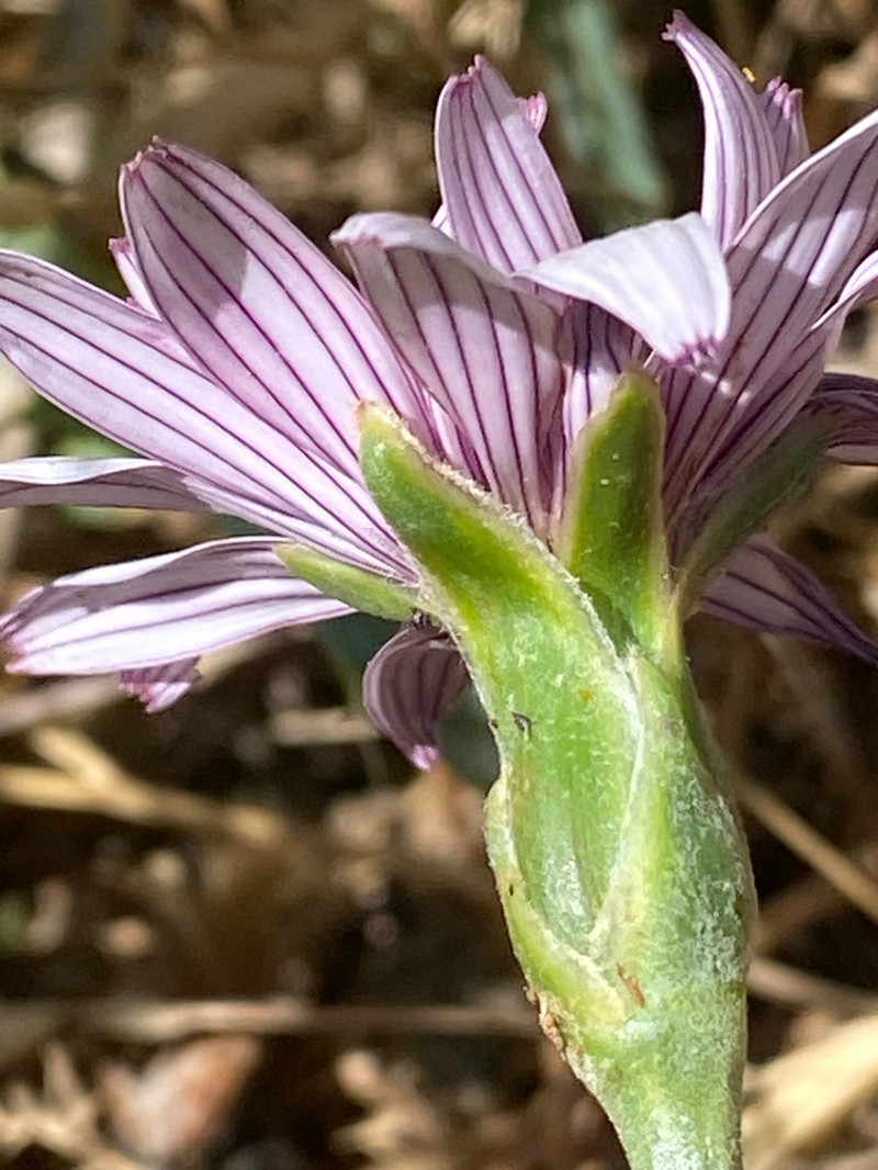Pseudopodospermum phaeopappum photo 5