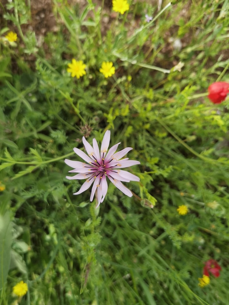 Pseudopodospermum phaeopappum photo 6