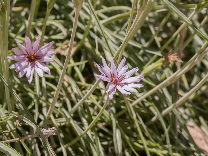 Pseudopodospermum phaeopappum photo 7