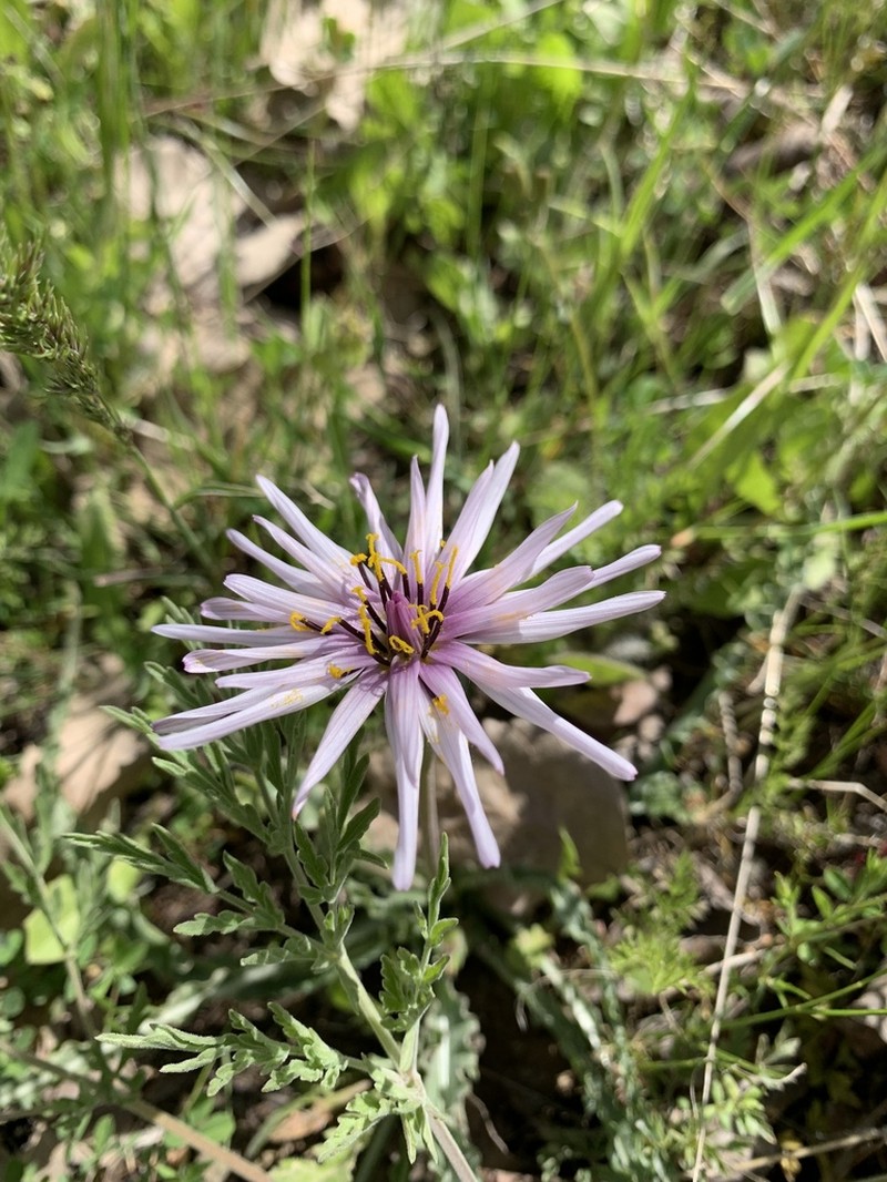 Pseudopodospermum phaeopappum photo 8