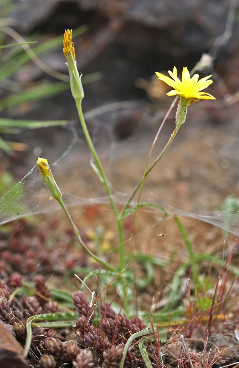 Pseudopodospermum pubescens