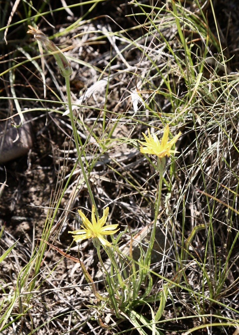 Pseudopodospermum pubescens photo 2