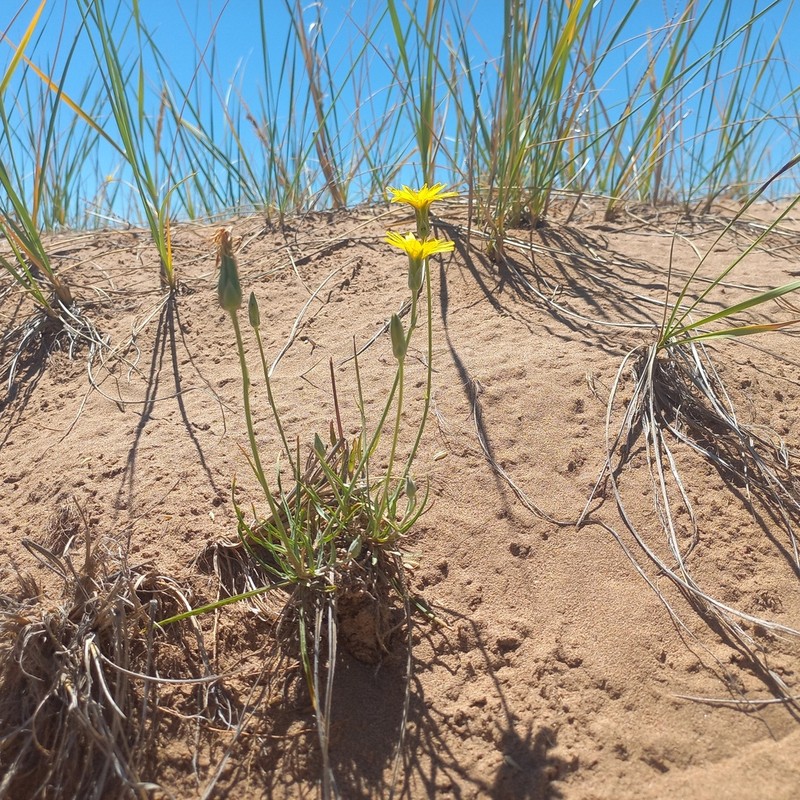 Pseudopodospermum pubescens photo 3