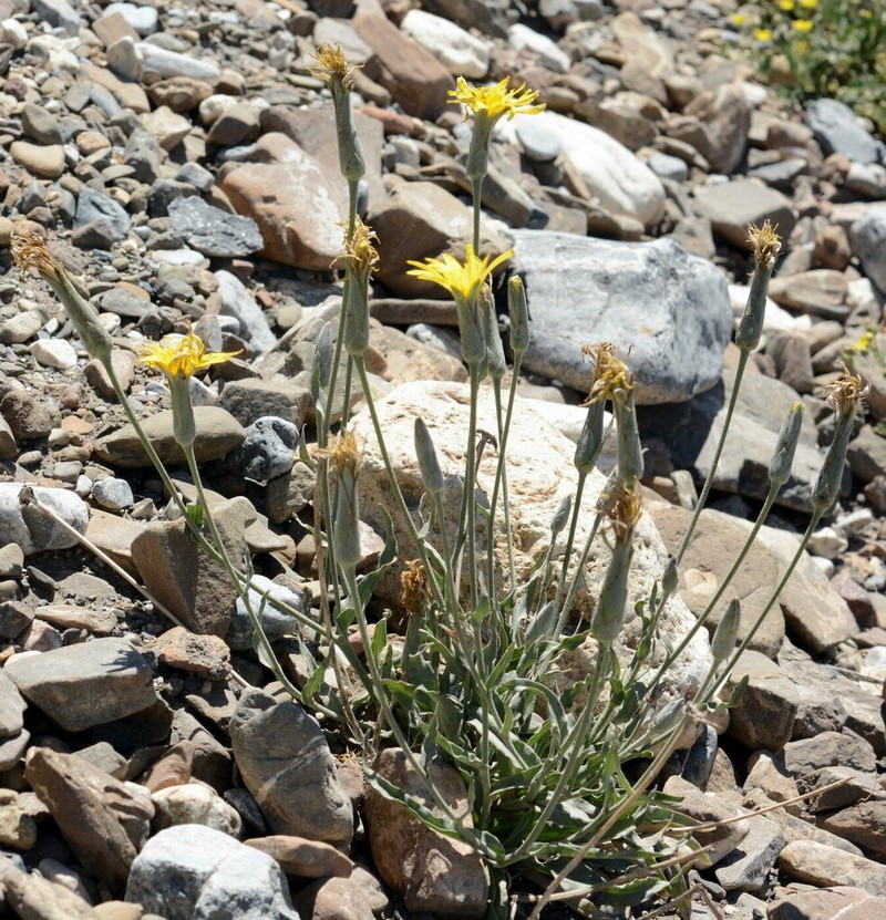 Pseudopodospermum pubescens photo 4