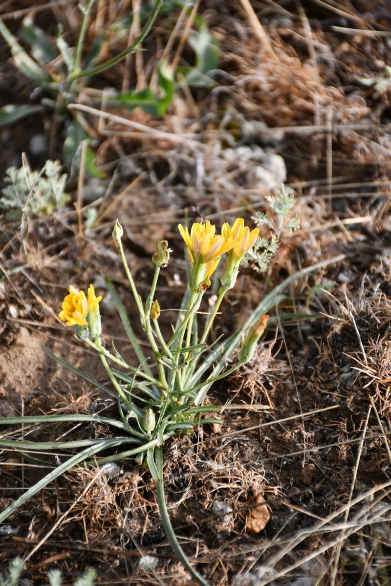 Pseudopodospermum pubescens photo 5
