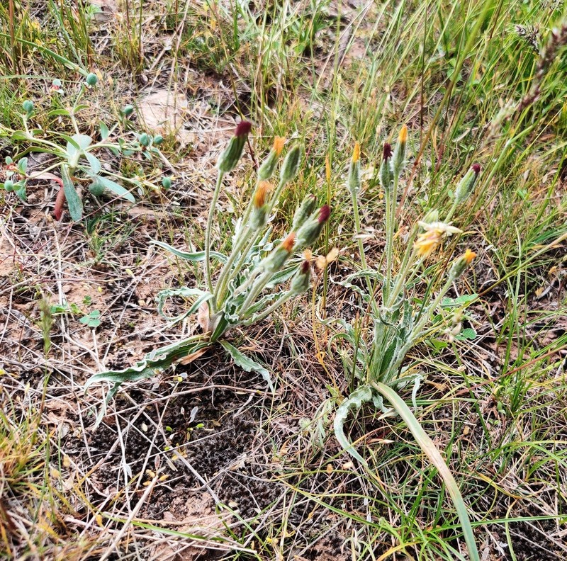 Pseudopodospermum pubescens photo 6