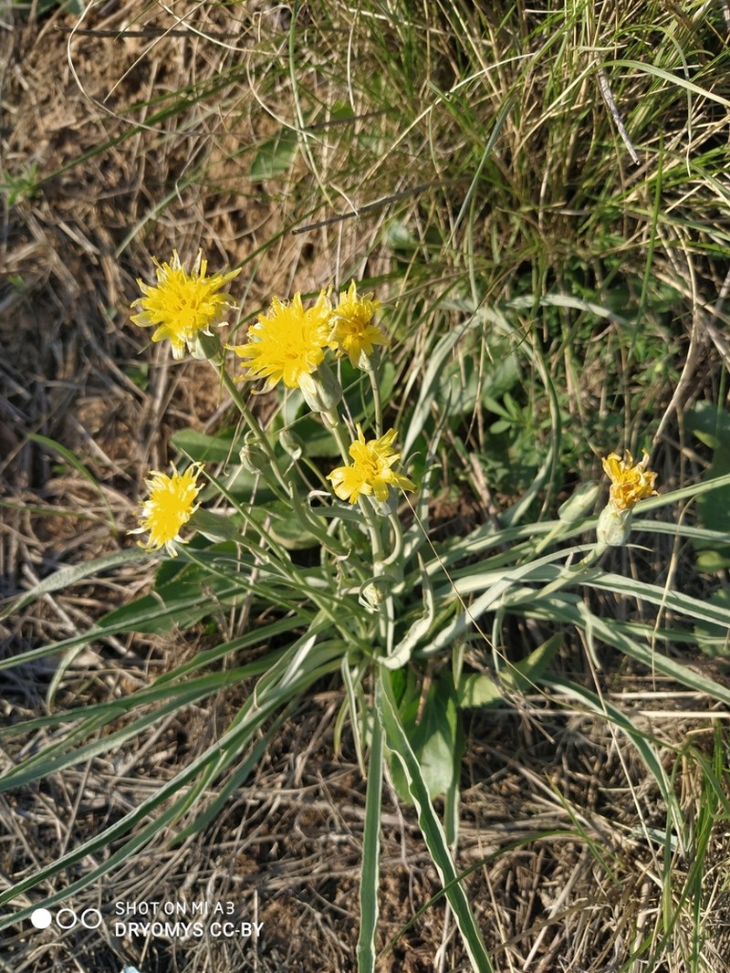 Pseudopodospermum pubescens photo 7
