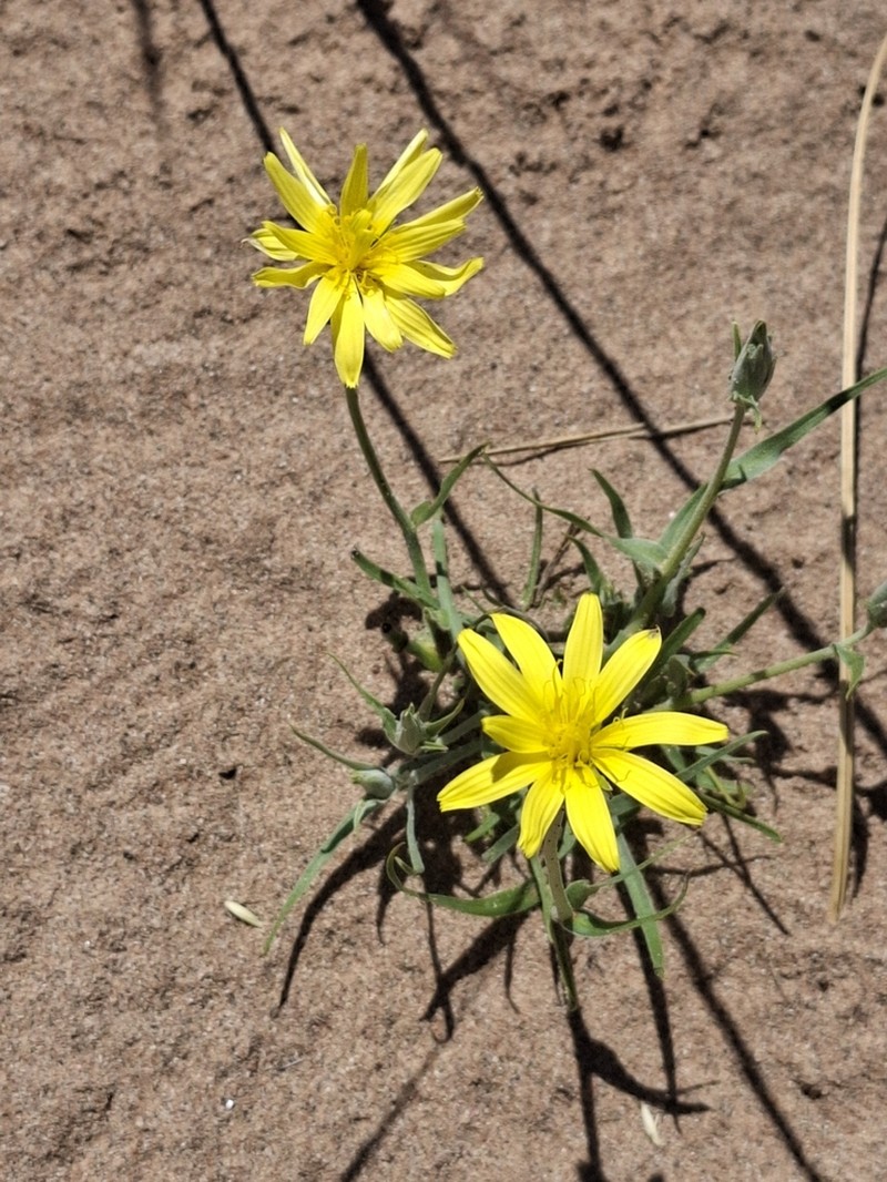 Pseudopodospermum pubescens photo 8