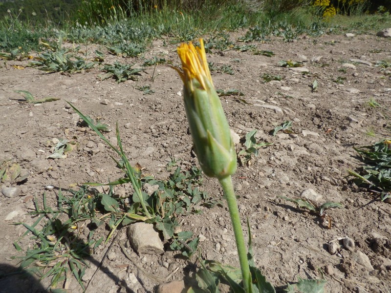 Pseudopodospermum reverchonii