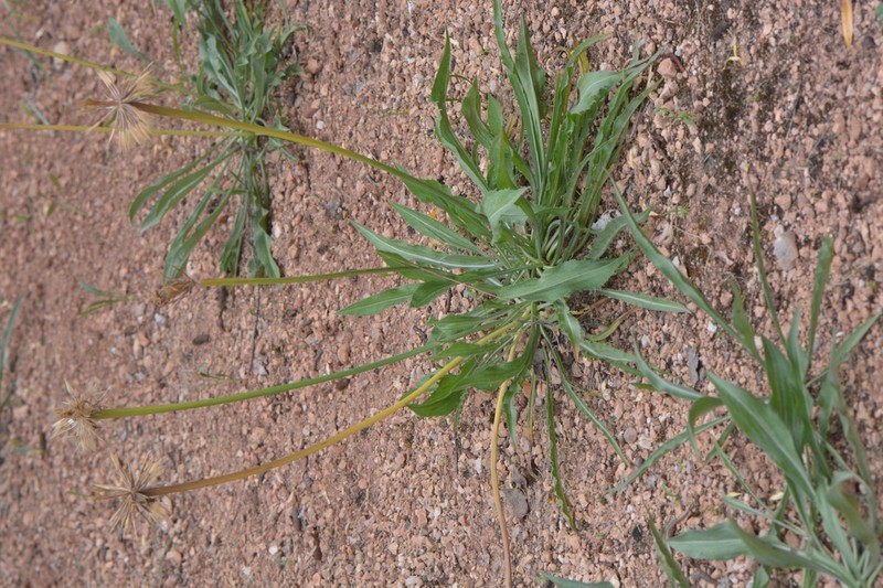 Pseudopodospermum reverchonii photo 2