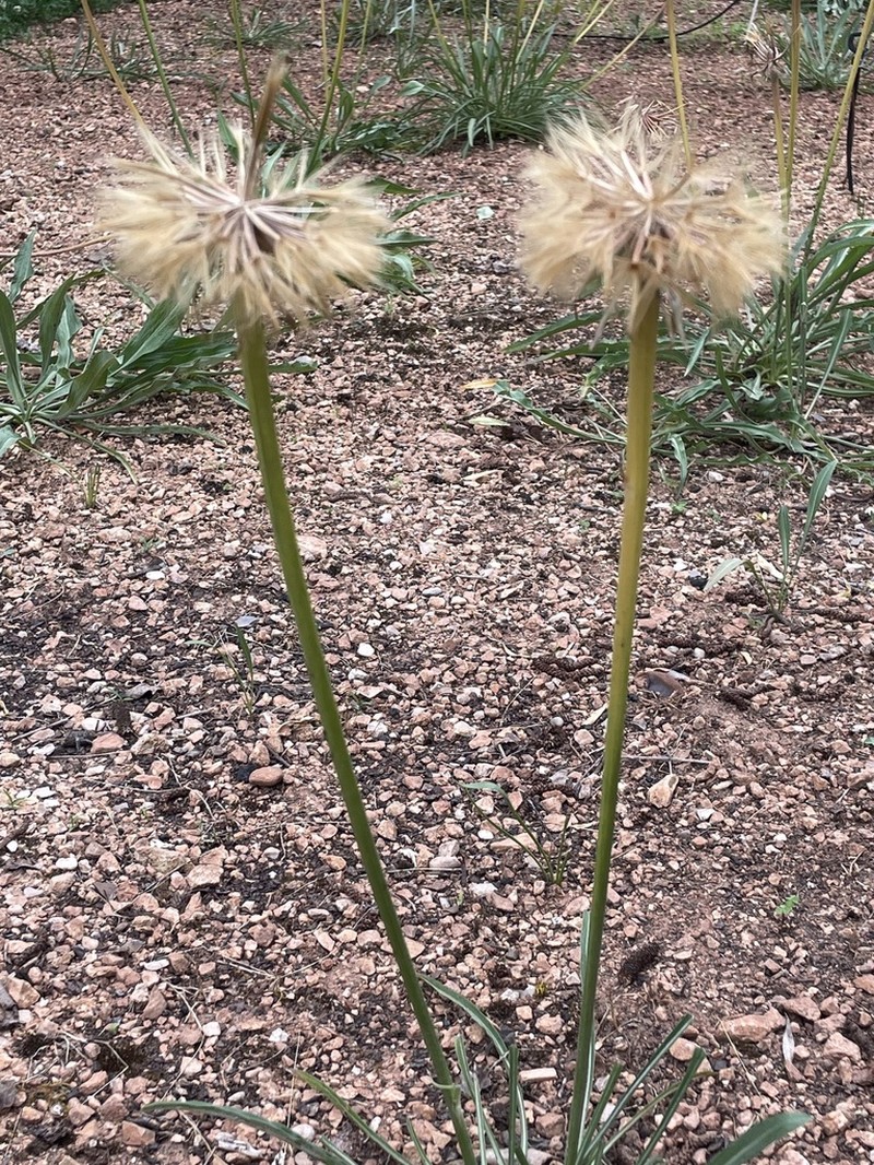 Pseudopodospermum reverchonii photo 3