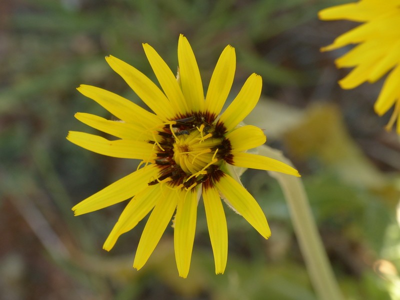 Pseudopodospermum reverchonii photo 4