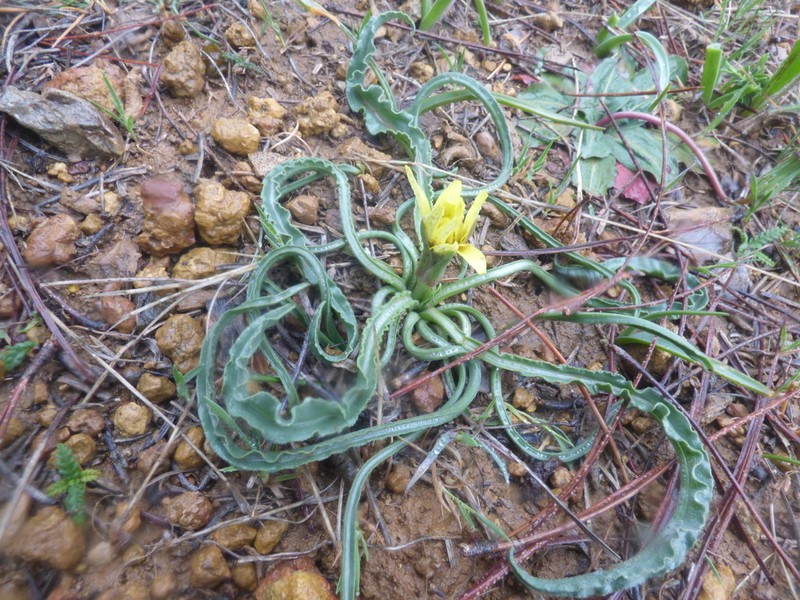 Pseudopodospermum reverchonii photo 5