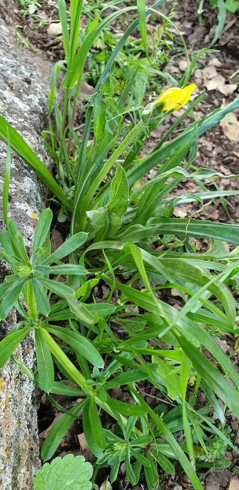 Pseudopodospermum semicanum