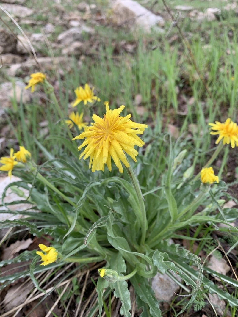 Pseudopodospermum semicanum photo 2