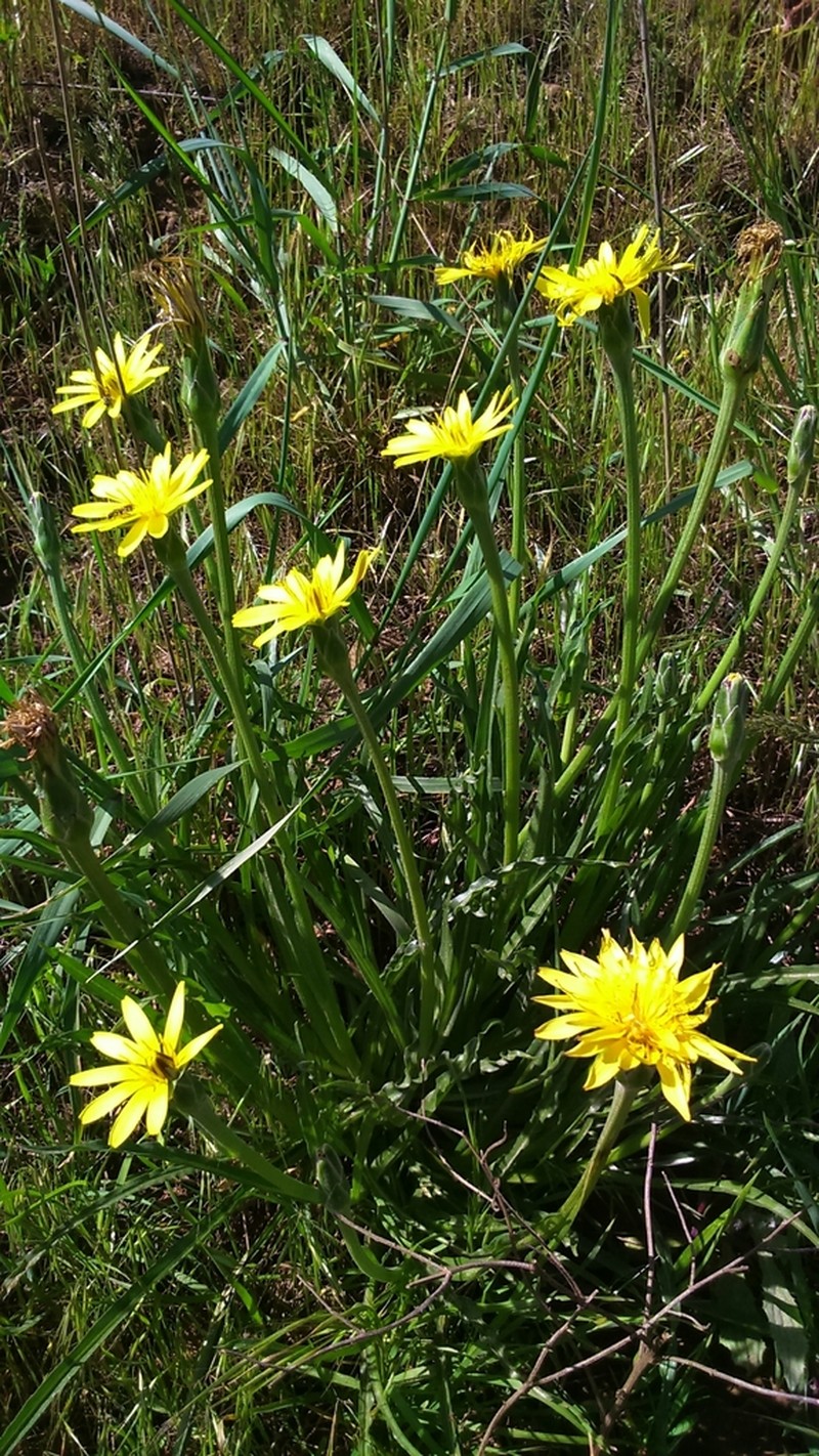Pseudopodospermum semicanum photo 3