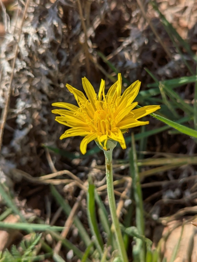 Pseudopodospermum semicanum photo 4