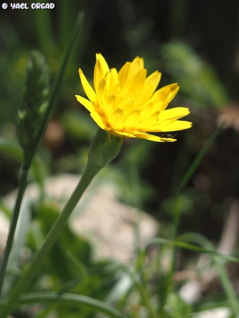 Pseudopodospermum semicanum photo 5