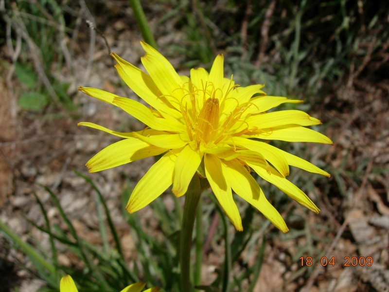Pseudopodospermum semicanum photo 6