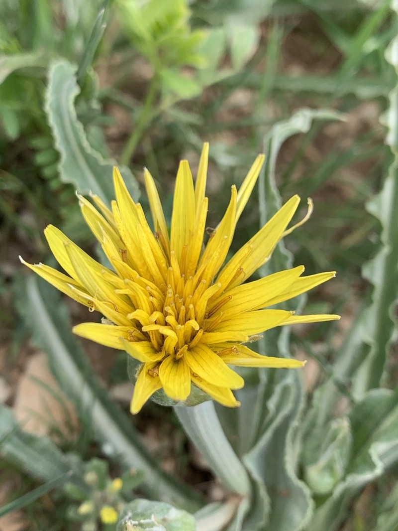 Pseudopodospermum semicanum photo 7