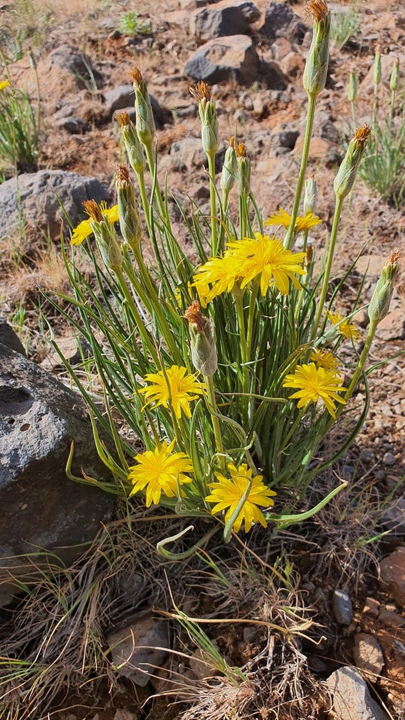 Pseudopodospermum semicanum photo 8