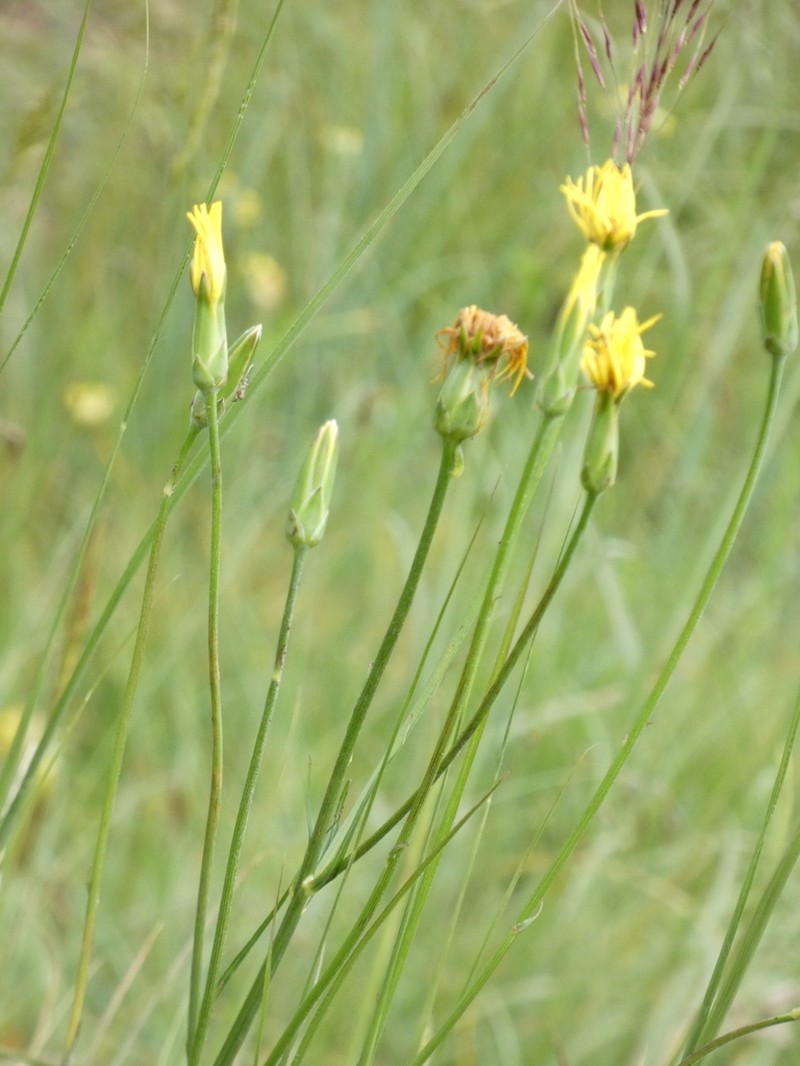 Pseudopodospermum strictum photo 2