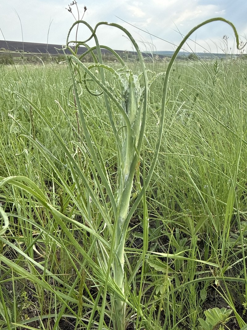 Pseudopodospermum strictum photo 3