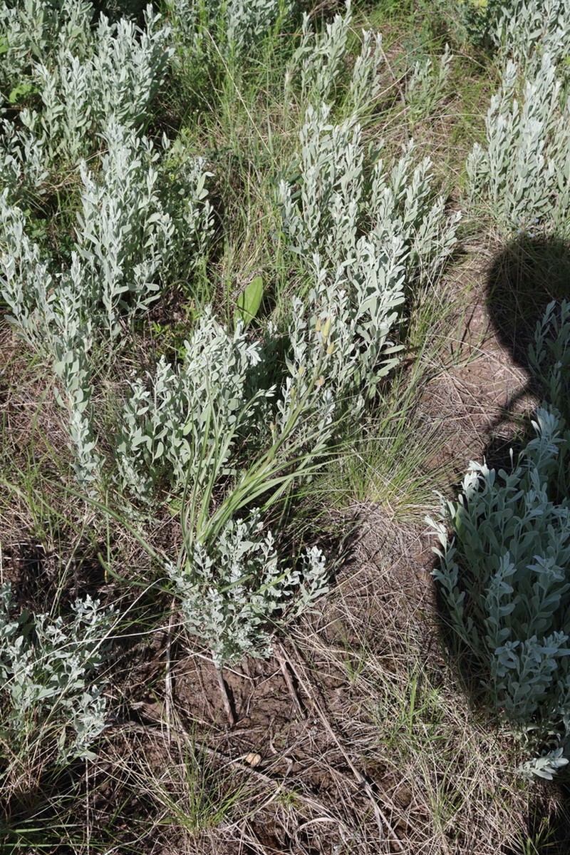 Pseudopodospermum strictum photo 4