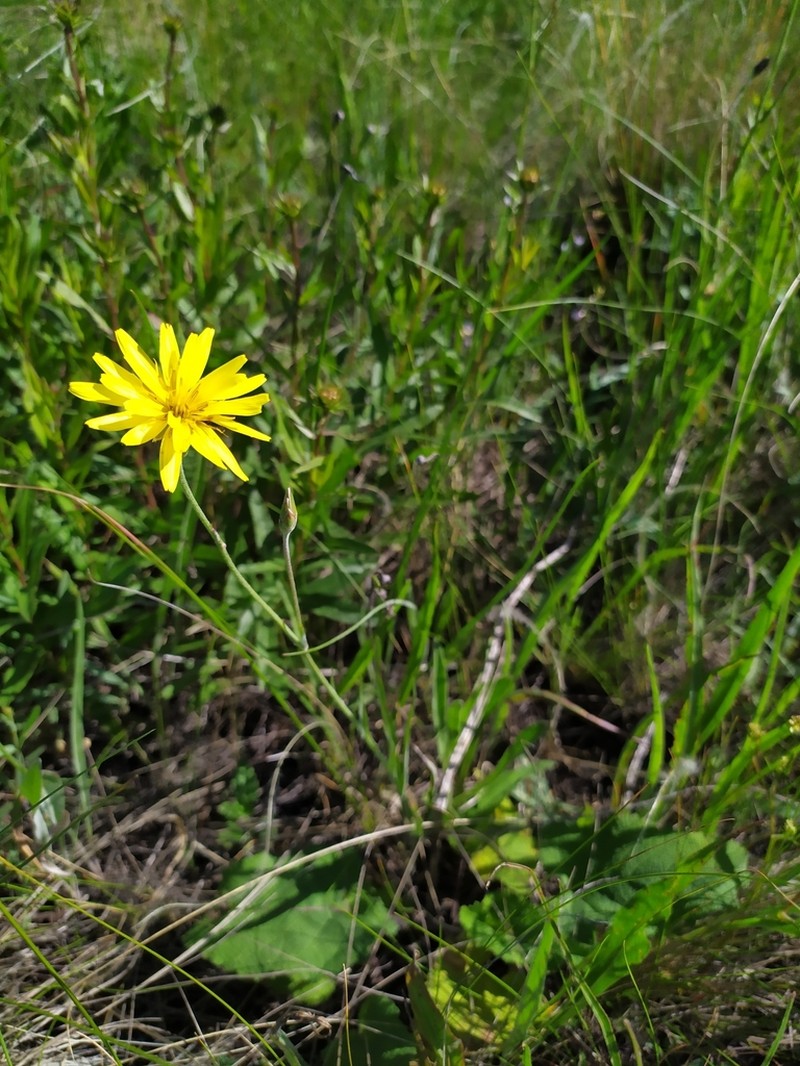 Pseudopodospermum strictum photo 5