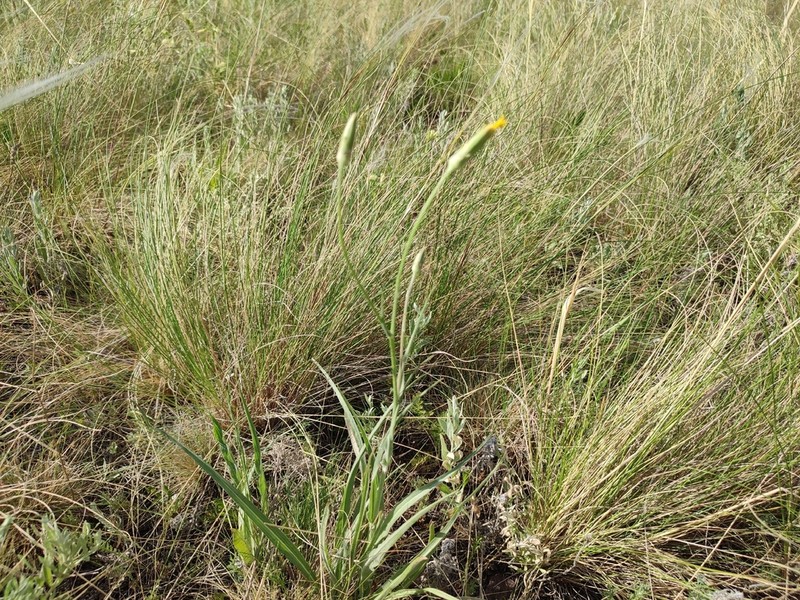 Pseudopodospermum strictum photo 6