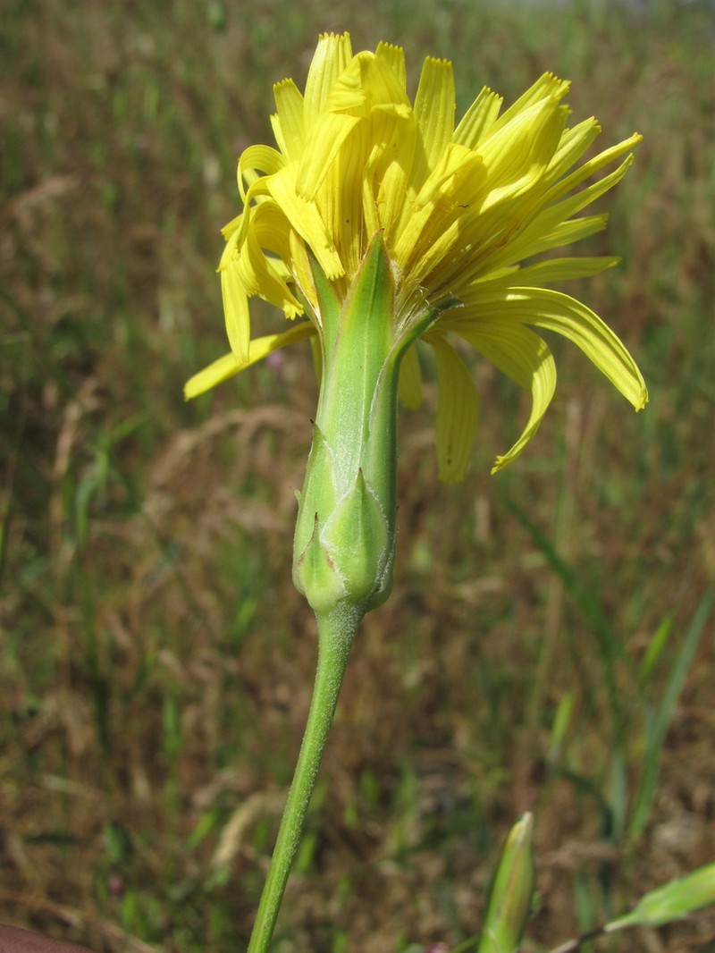 Pseudopodospermum strictum photo 7