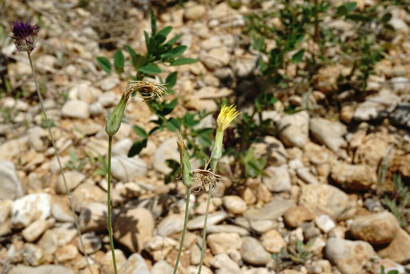Pseudopodospermum strictum photo 8