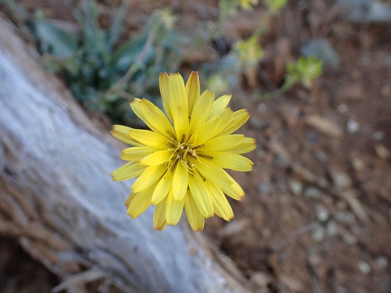 Pseudopodospermum troodeum