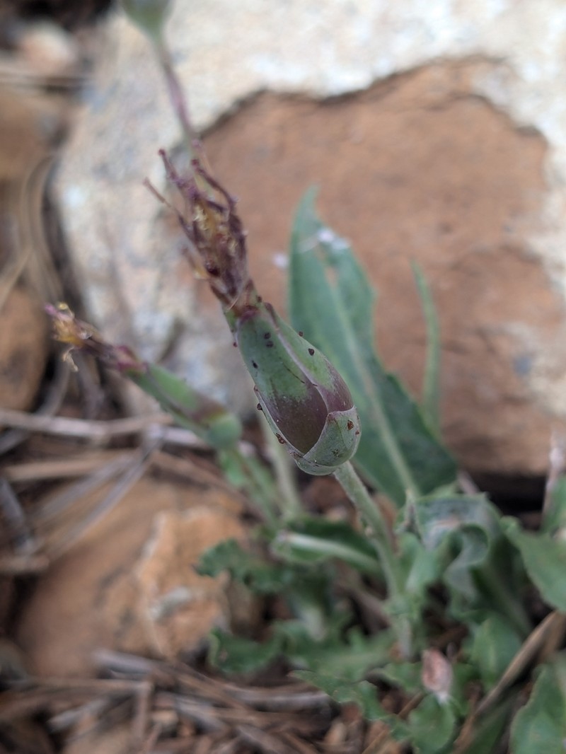 Pseudopodospermum troodeum photo 2