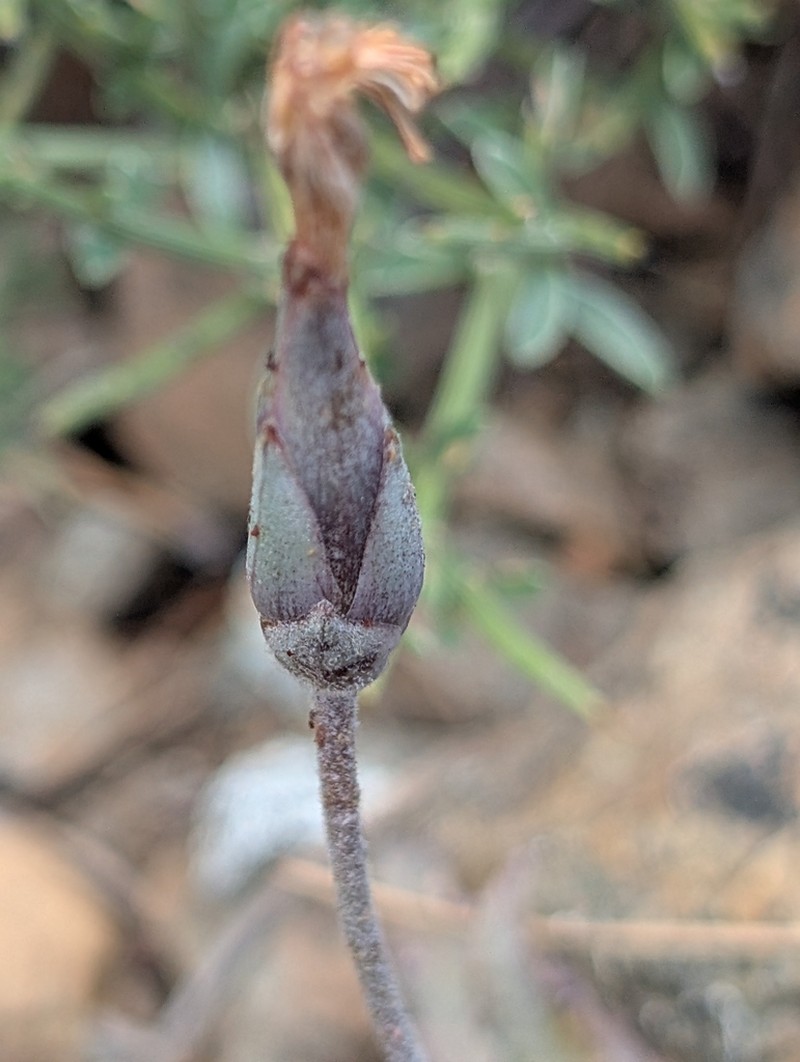 Pseudopodospermum troodeum photo 3