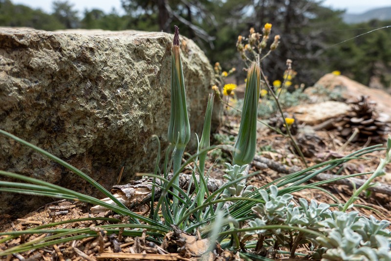 Pseudopodospermum troodeum photo 4