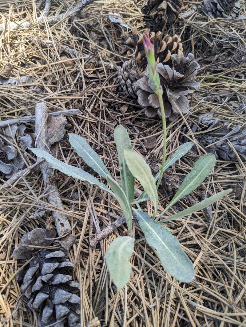 Pseudopodospermum troodeum photo 5