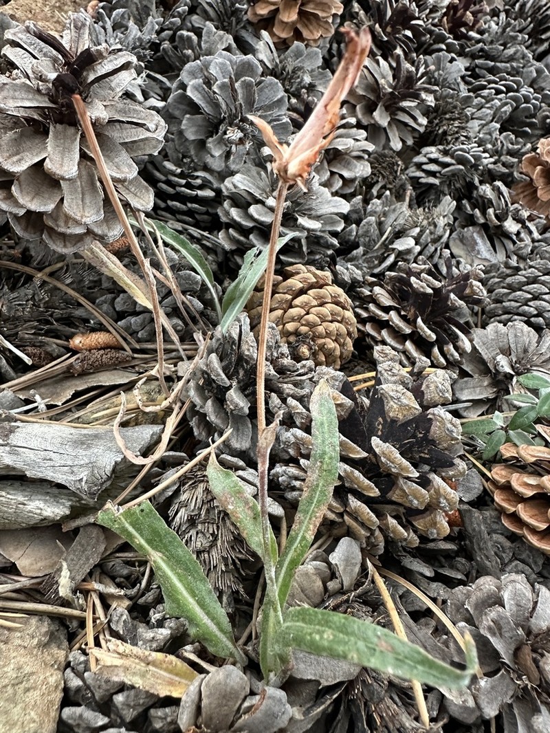 Pseudopodospermum troodeum photo 6