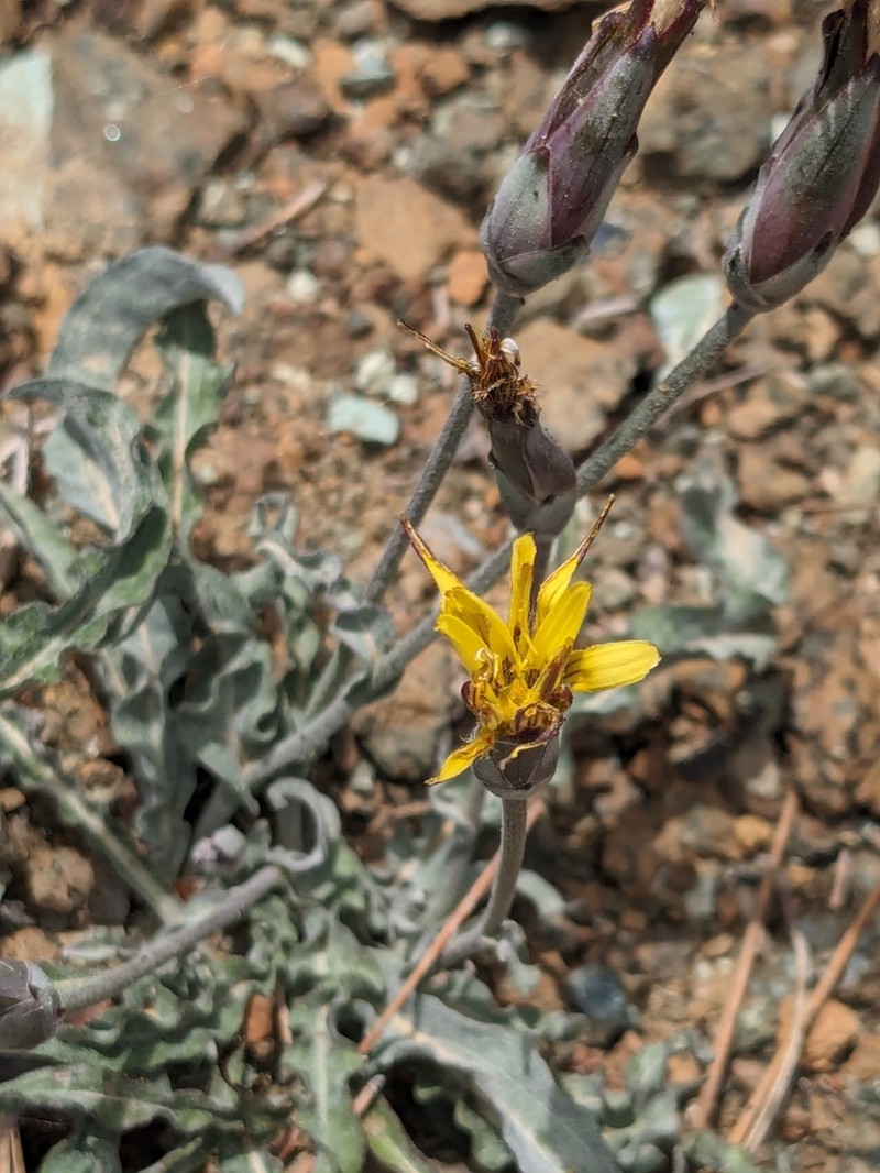 Pseudopodospermum troodeum photo 7