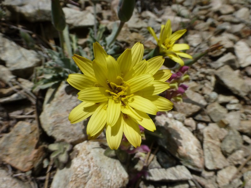 Pseudopodospermum troodeum photo 8