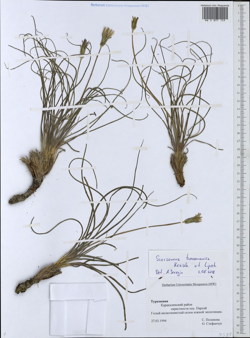 Pseudopodospermum turcomanicum