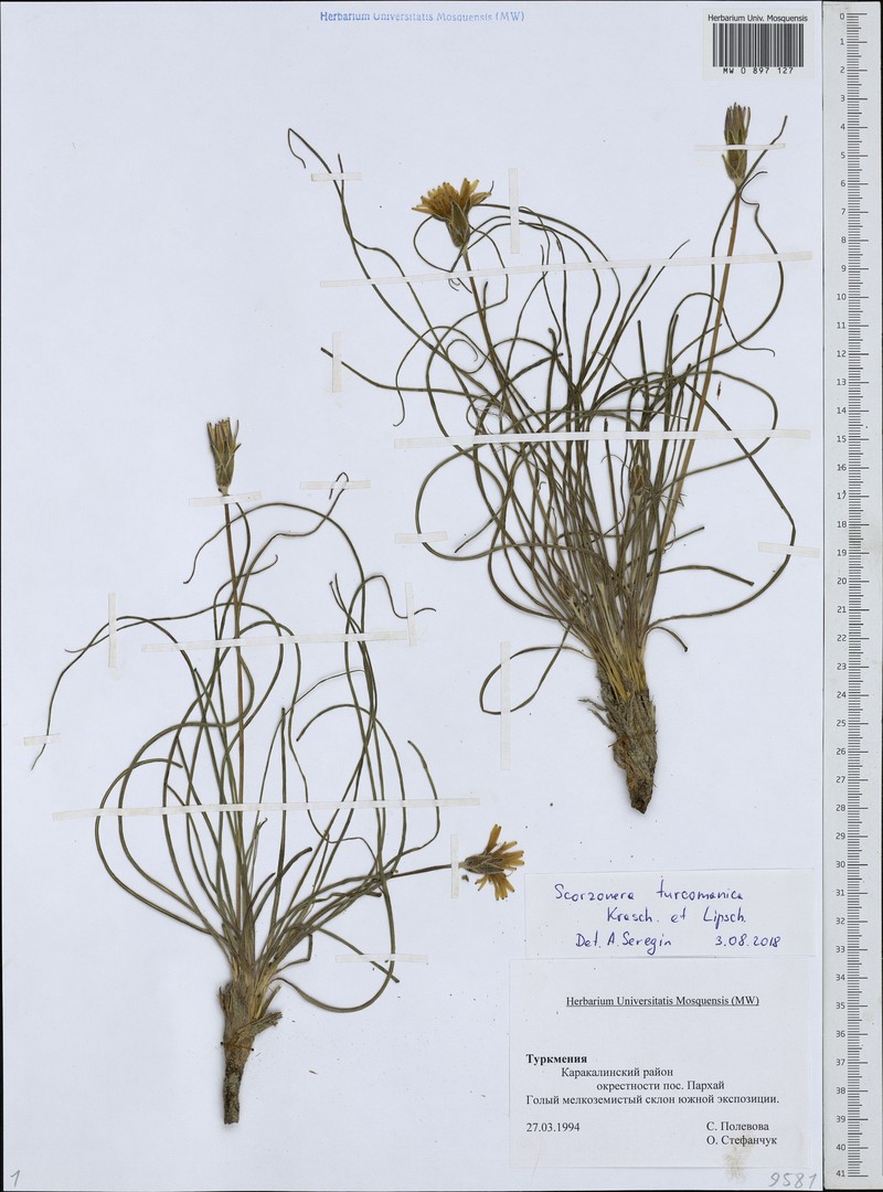 Pseudopodospermum turcomanicum photo 2